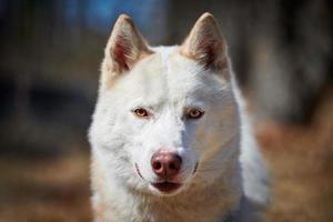 Siberian Husky dog portrait with brown eyes and white coat color, cute sled dog breed photo