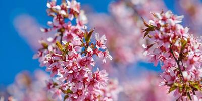 Pink cherry blossom, beautiful pink flowers of japanese cherry tree on blue sky background in garden photo