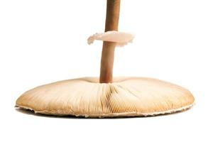 Big agaric gills cap of macrolepiota procera parasol mushroom, white background, brown mushroom photo