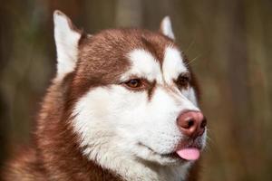 Siberian Husky dog portrait with brown eyes and red brown color, cute sled dog breed photo