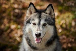 Siberian Husky dog portrait with brown eyes and gray coat color, cute sled dog breed photo