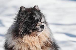 retrato de cierre de perro spitz pomeranian, lindo mármol negro con cachorro de spitz bronceado sentado en la nieve foto