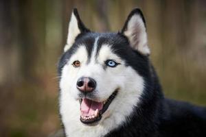 Siberian Husky dog portrait with blue eyes and gray coat color, cute sled dog breed photo