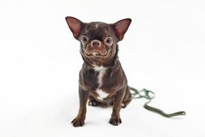Short haired brown chihuahua dog big ears isolated on white background cute adorable chihuahua dog photo