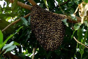 Apis florea frabicius is the smallest bee. It is about the same size as a fly. Most of the population will cover the honeycomb. which will be attached to the tree branch is almost circular. photo