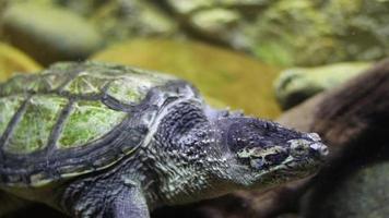 Big beautiful turtle swims behind glass in an aquarium in water close-up video