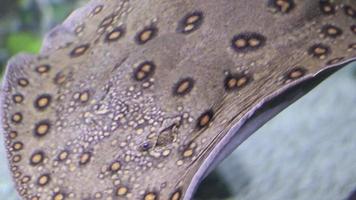 Spotted stingray swims quickly to the side in front of the camera underwater video