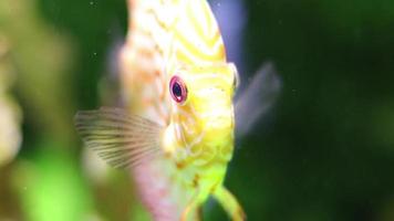 Orange fish in the ocean on a blurred background of aquatic life. Bokeh effect, portrait of fish. Side view with free space for text