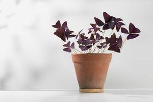 Oxalis triangularis or Purple shamrock photo