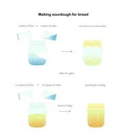 Step-by-step preparation of sourdough starter. Sourdough for baking bread. Gradient. Vector illustration