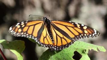 de monarch vlinder heiligdom in Mexico video