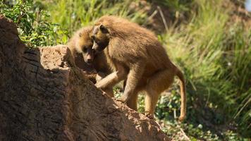 A family of baboons sitting in rocks video