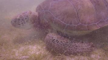 The loggerhead turtle filmed underwater in mexico video