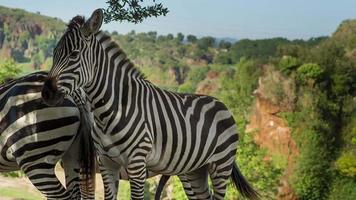 een zebra in een safari landschap video