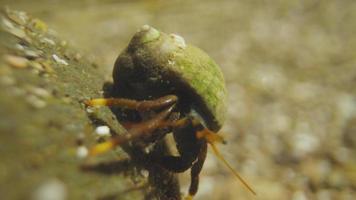 A macro shot of small crabs underwater video