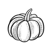 Pumpkin hand drawn engraving style vector art illustration.