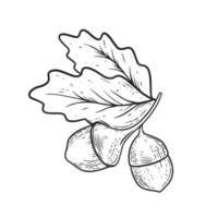 Acorn hand drawn black color sketch engraving style. vector