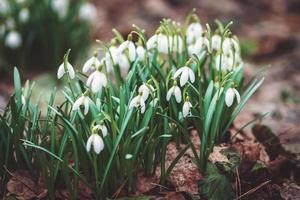 Snowdrops early flowering in spring forest - Galanthus nivalis in nature photo