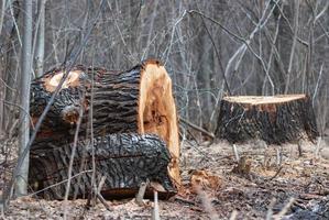 tocón de antiguo cortar árbol en público parque o bosque - corte abajo enfermo arboles foto