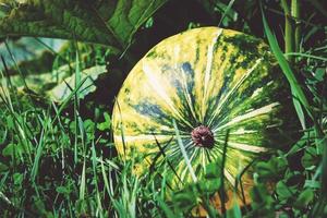 Great Pumpkin Cucurbita maxima homegrown in the cottage garden photo