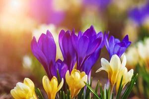 Crocus flowers in the sun, bright spring flowers background photo