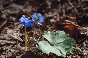 Hepatica nobilis Anemone hepatica blue flowers in spring forest photo