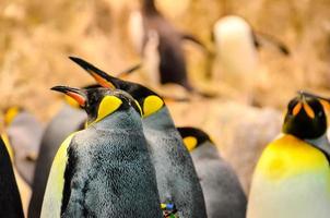 Penguins at the zoo photo