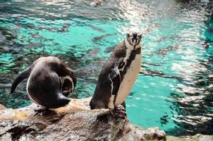 Penguins at the zoo photo