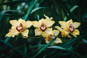 Yellow-orange boat orchid flowers Cymbidium devonianum in orchid garden photo