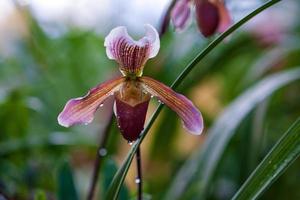 Lady Slipper orchid flower Paphiopedilum or Venus slipper, closeup photo