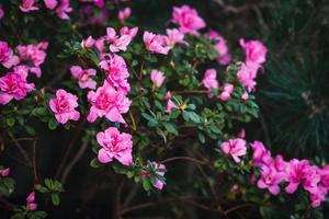 Blooming pink azalea bush in spring photo