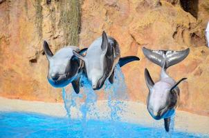 delfines a el zoo foto