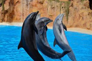 Dolphins at the zoo photo
