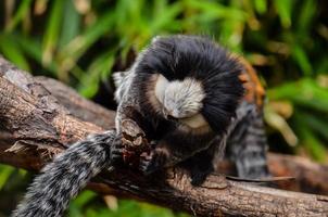 Monkeys at the zoo photo