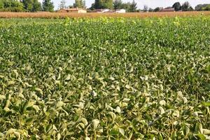 Field of crops photo