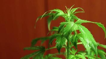 Cannabis plant growing, marijuana grow, watering and wet leaves video