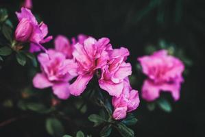 Azalea pink flowering plant on dark background photo