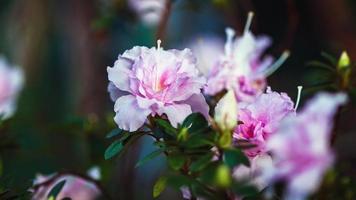 Flowering Rhododendron indicum with light pink flowers in botanical garden photo