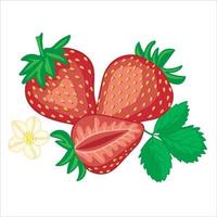 dibujado a mano brillante fresas aislado en blanco vector