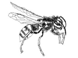 Wasp line art vector