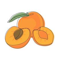 Apricot. Color illustration of ripe apricot whole and half vector