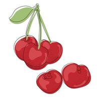 Cherry. Color illustration of a red ripe berries with a green leaf vector