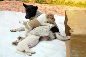 Two Thai native puppies, a brown and white one playing on top of their mother, a black and white one sucking on her mother's milk under her legs. Soft and selective focus. photo