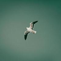 Seagull flying in blue sky, bird in flight, copy space photo