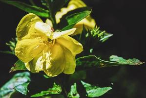 oenothera biennis, noche primavera amarillo flor en el Dom foto