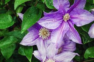 clemátide viticella flores en agua gotas después lluvia foto