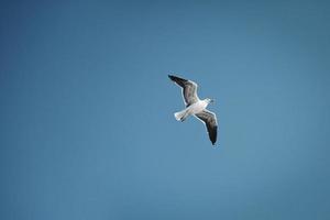 Seagull flying in blue sky, bird in flight, copy space photo