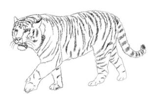 Tigre línea Arte. vector
