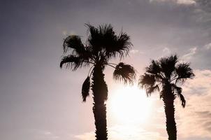 Tropical palm trees photo