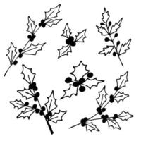 Holly berries.  Set of holly branches with berries vector